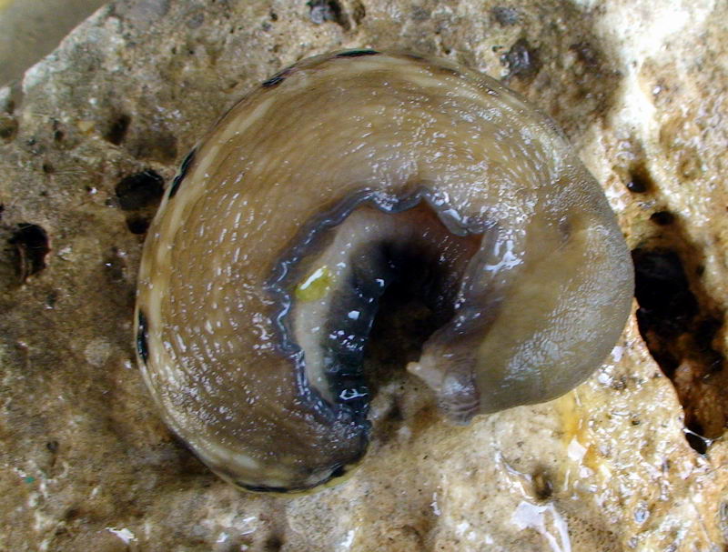 Limax grigio + Limax aldrovandi Moquin-Tandon 1855 degli Apuane